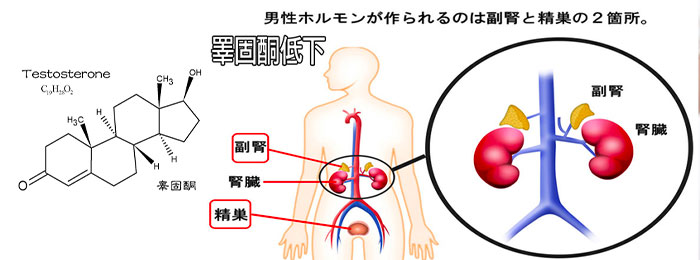 睪固酮